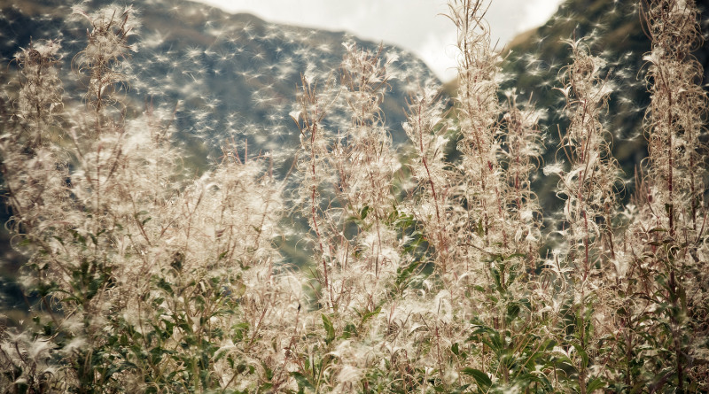 花粉可致鼻敏感。