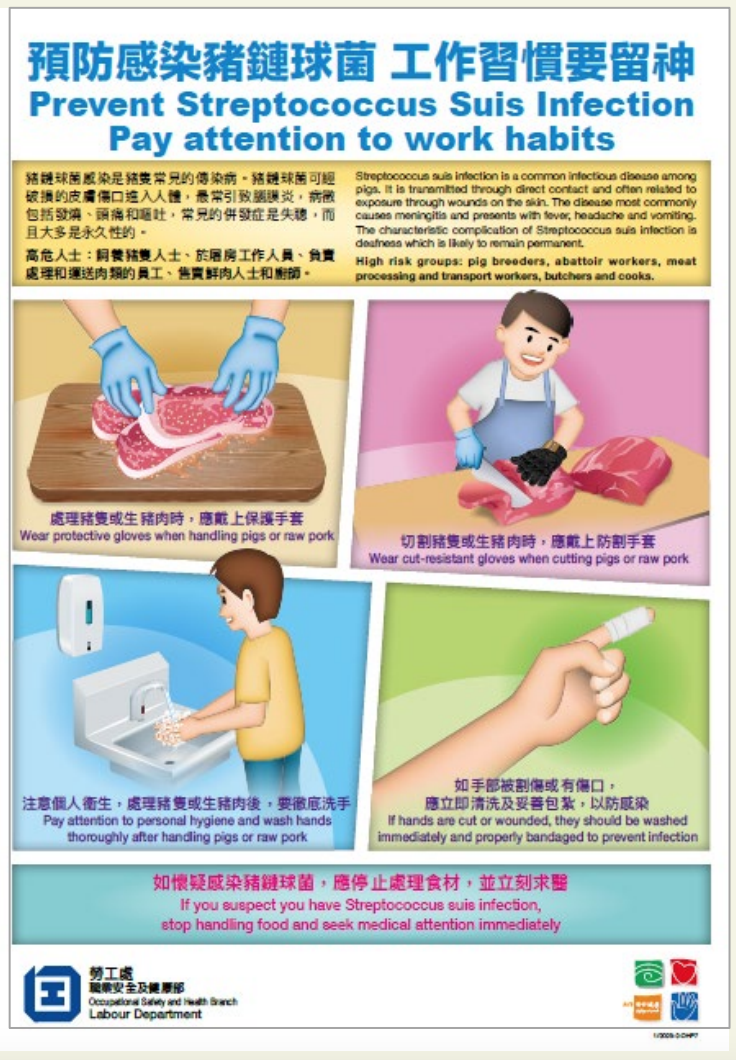 豬鏈球菌海報