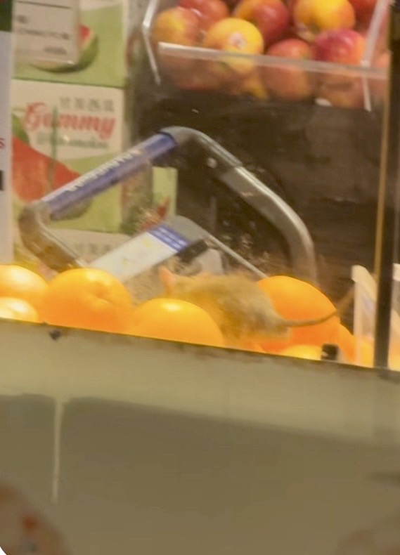老鼠